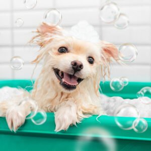 Small Dog Basic Grooming  Below 9kg in Dubai