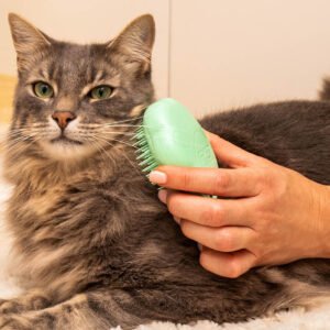 Cat Basic Grooming Service at Home in Dubai
