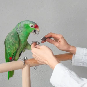 Bird Grooming