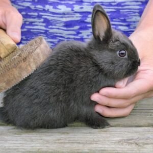 Bunny Grooming