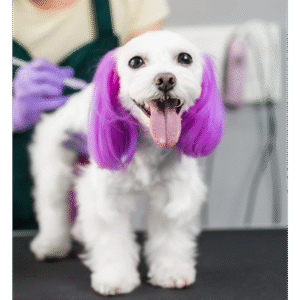 Pet Fur Dyeing Service