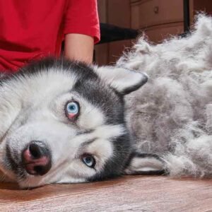 Large Dog Full Grooming Service Above 20kg in Dubai