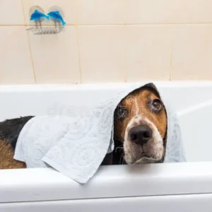 Medium Dog Basic Grooming Service 9.5kg–19kg in Dubai