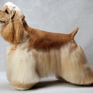 Medium Dog Full Grooming Service 9.5kg–19kg in Dubai