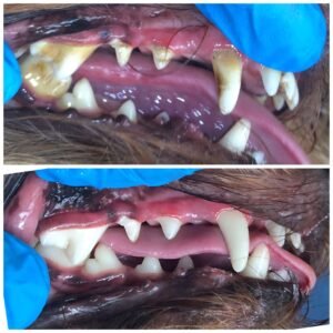 Non Anesthetic Teeth Cleaning