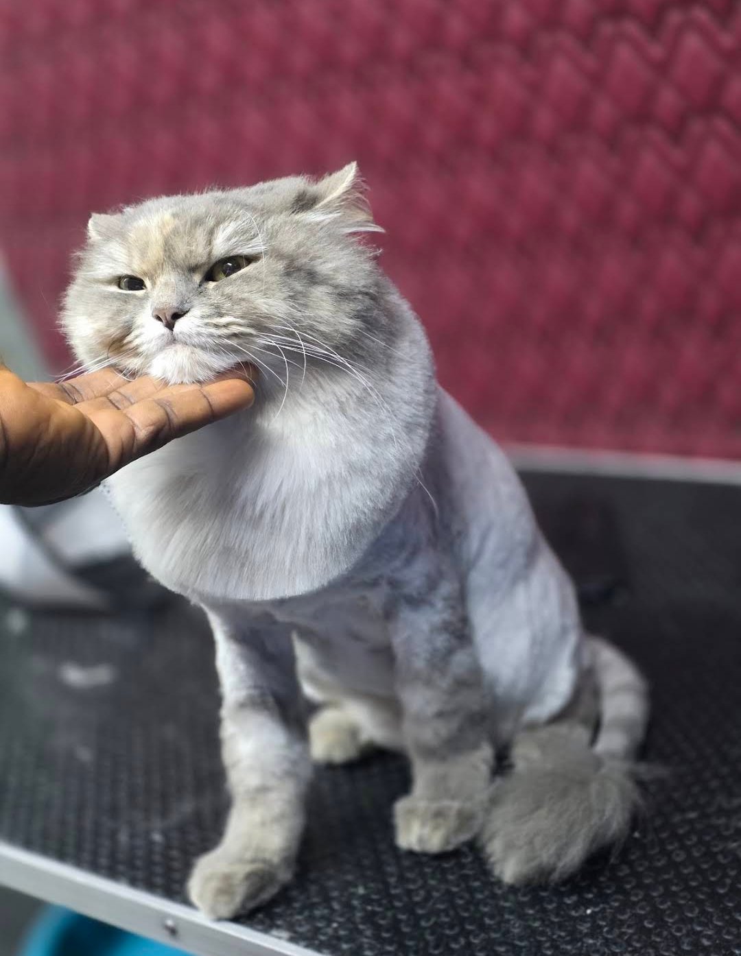 The Furrys mobile pet grooming van