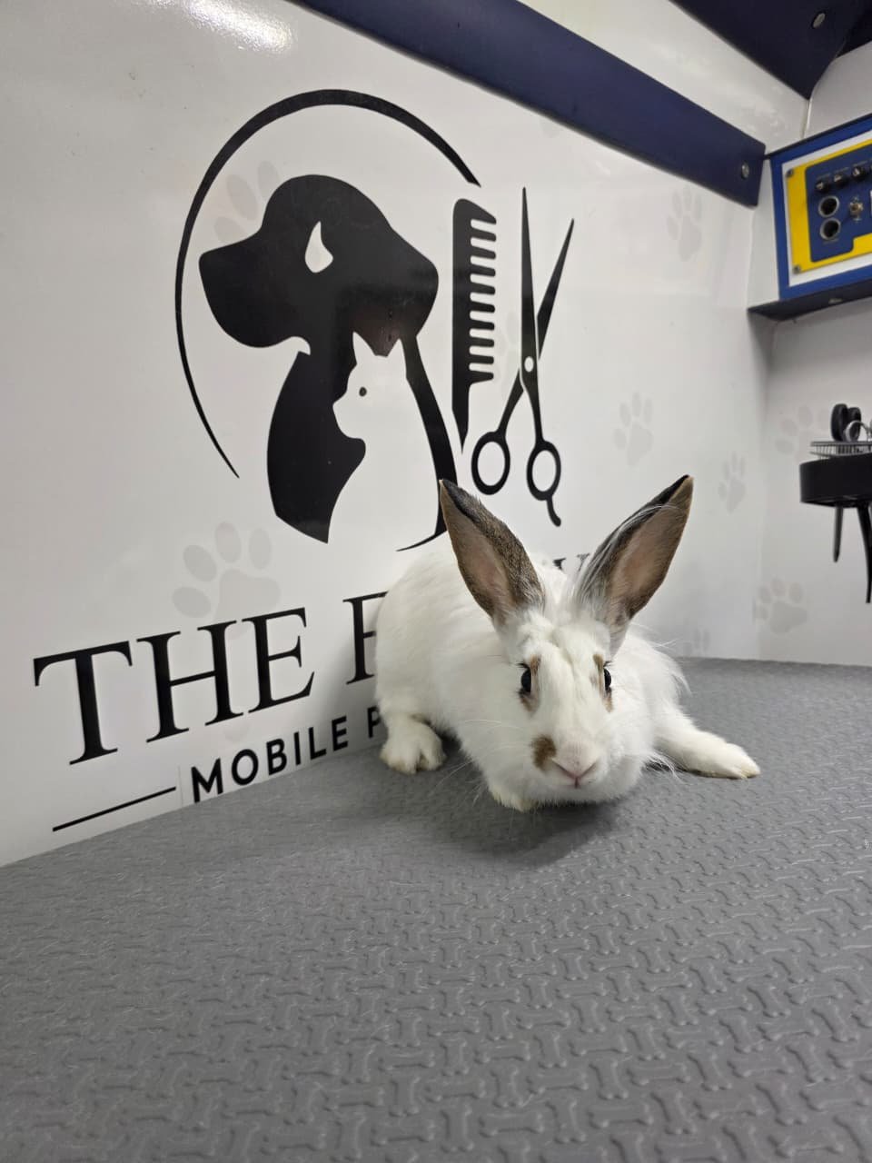Bunny grooming session