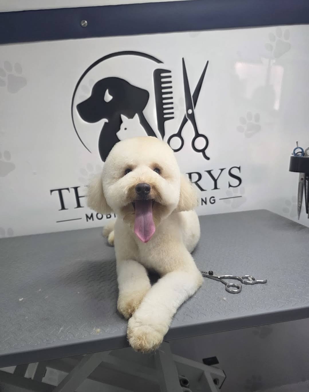 Freshly groomed fluffy dog