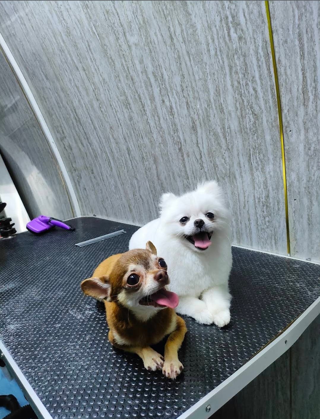 Pomeranian and Chihuahua after grooming