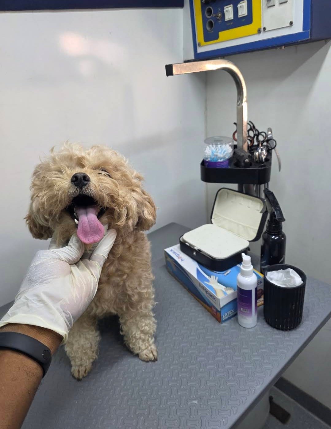 Gentle ear cleaning for a poodle